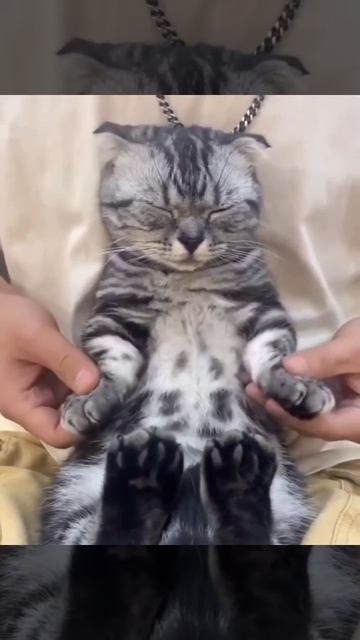 кошачий денс :)