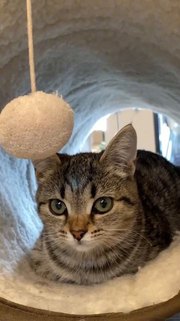 Для снижения тревожности   #cat #котики  #котокафе  #murchim  #котокафенск #новосибирск