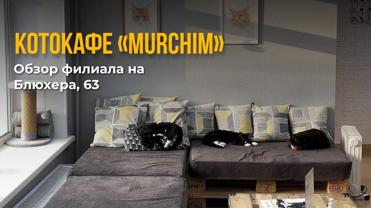 Котокафе «MURCHIM» в Новосибирске, обзор на филиал на Блюхера, 63