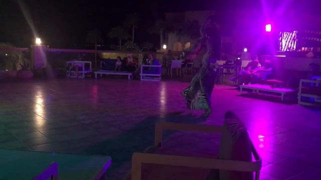 танец живота 530
