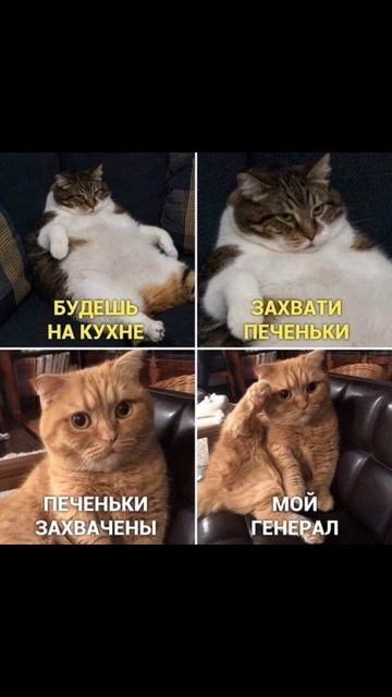 мем с котом "будешь на кухне захвати печеньки"