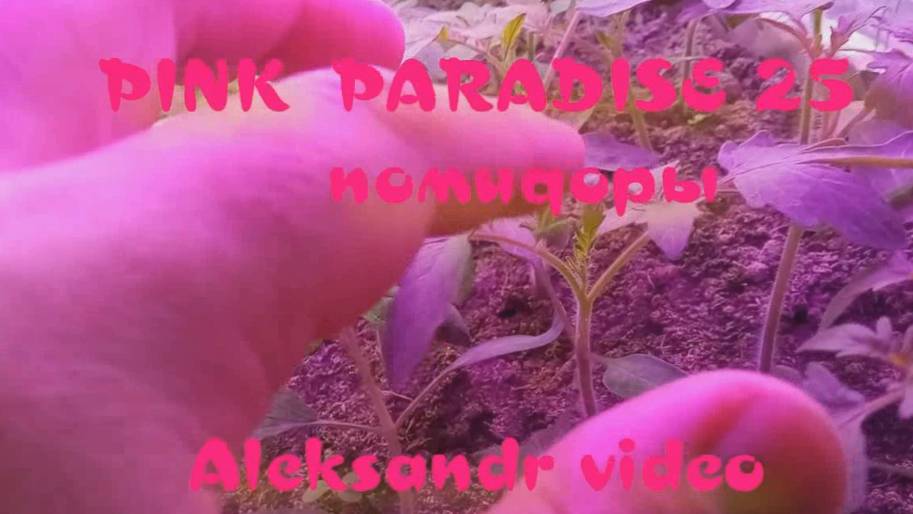 Помидоры pink paradise 2025 пересаживание в горшочки.