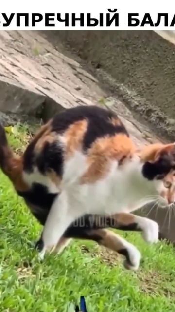 Котэ-гимнаст