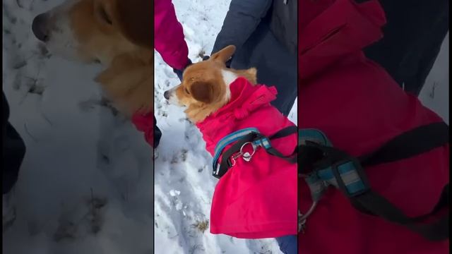 ЭВАКУАЦИЯ КОРГИ.mp4