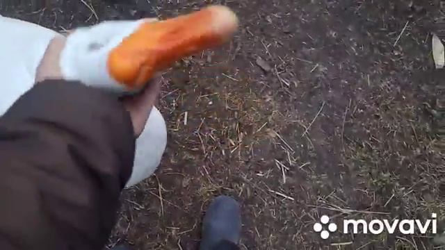 Оставляю хутор в надежных руках. Уезжаю, улетаю в дальние края.