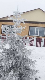 Вот какой у нас погода, дерева как хрустальный