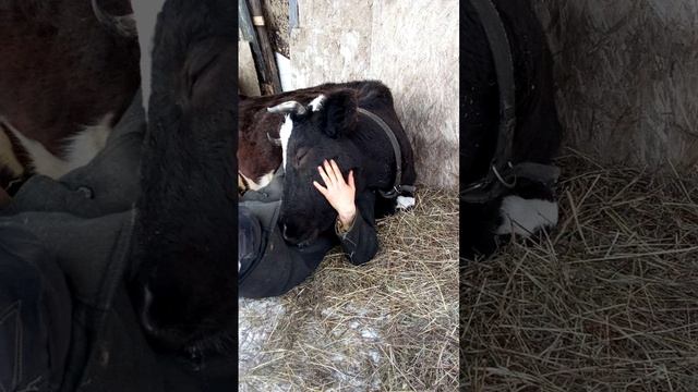 Благословения матушки-коровы - Ашока Кришна дас