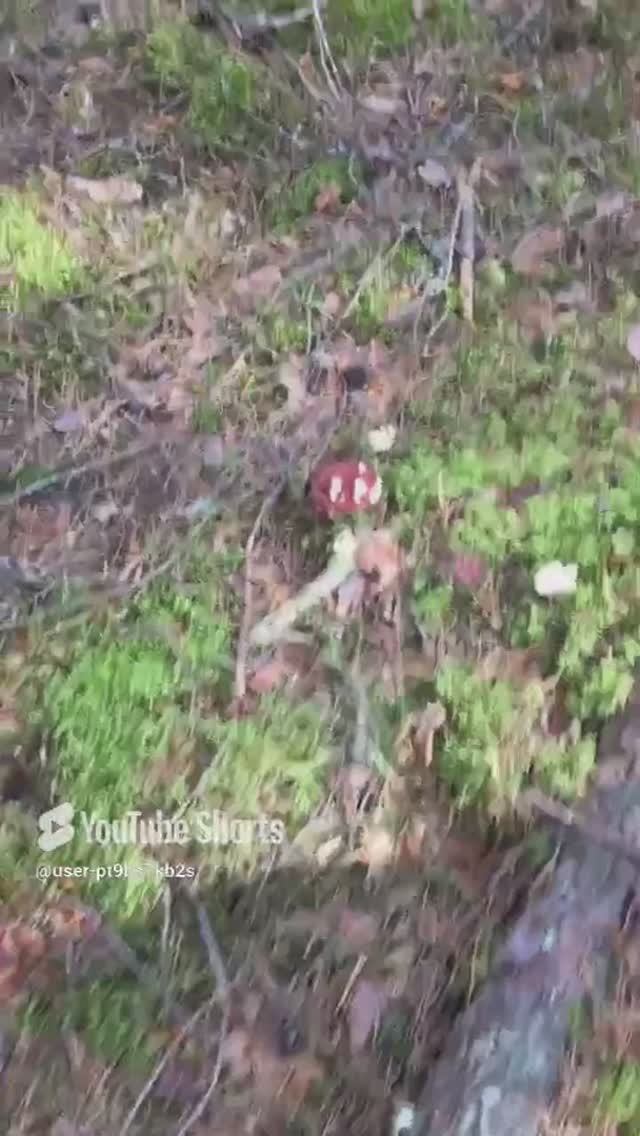 Не проходите мимо#Don't pass by #sorts #лес #forest #белые