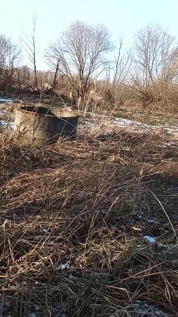 Бобровые погрызы и старый мелиоративный колодец на берегу реки. Заглянем туда