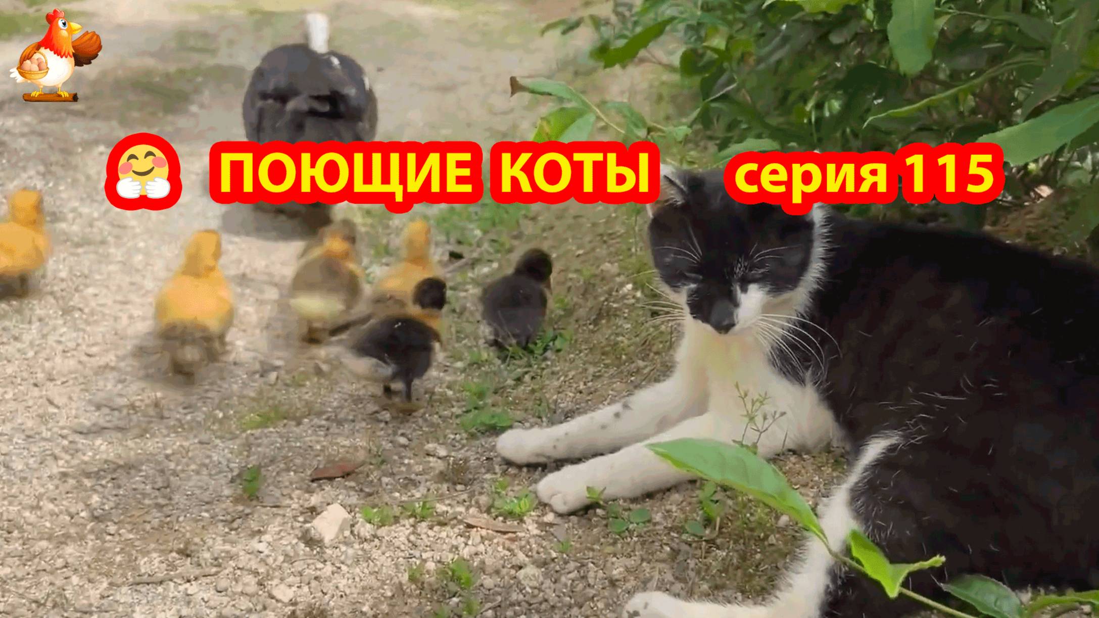 Крутые коты у птичьего двора серия (115) 🐈🐈⬛😹 Природа Абхазии и подворье с птицами и животными ❣