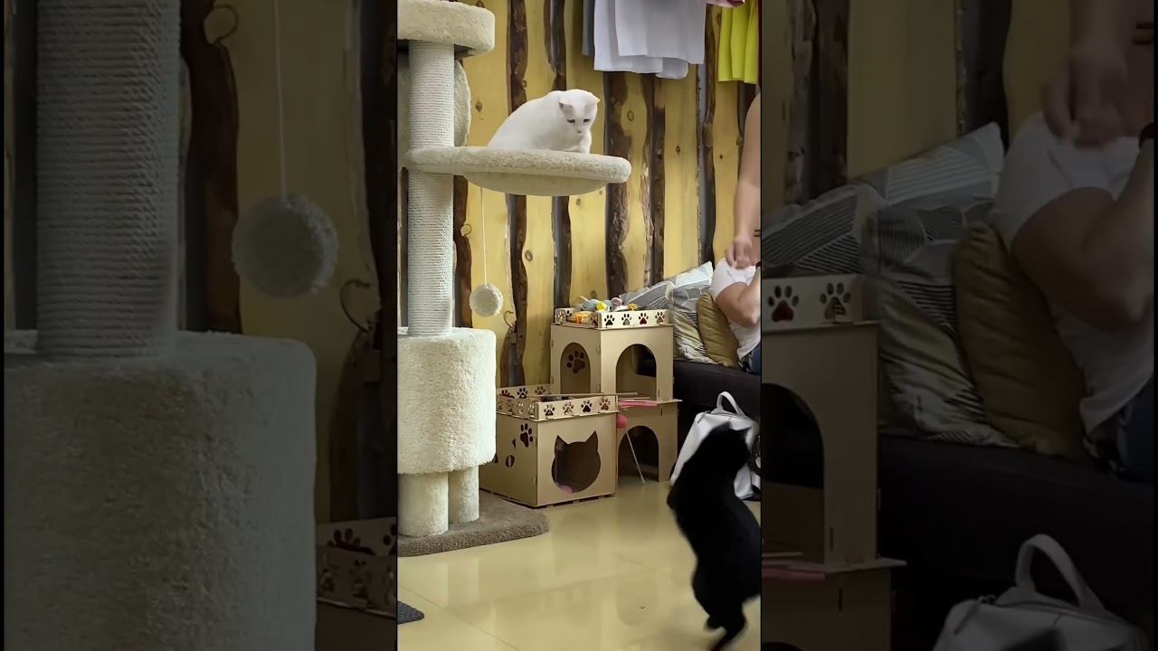 Вы были когда-нибудь в котокафе?