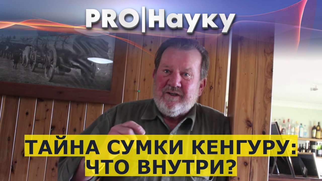Тайна сумки кенгуру: что внутри?