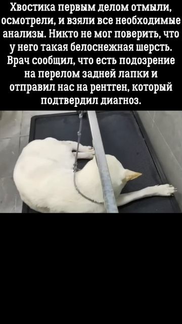 брошенный на произвол судьбы