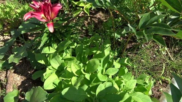 июль распустились лилии18г