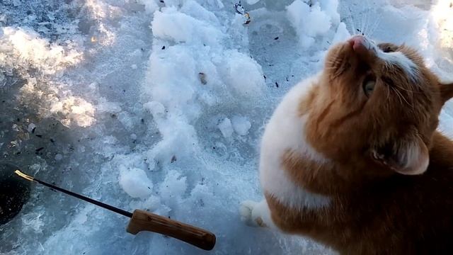 Кот Солнце матёрый рыбак!