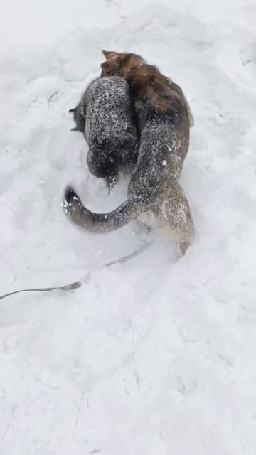 балуются