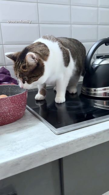 Норма корма  #кототерапия#кошечки#приколыкоты#котыприколы#astenfamily#котик