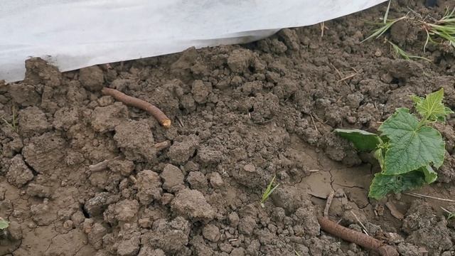 Огірок Кассіус F1 (Cassius F1, ZKI 1507 F1) Innova Seeds #огірок