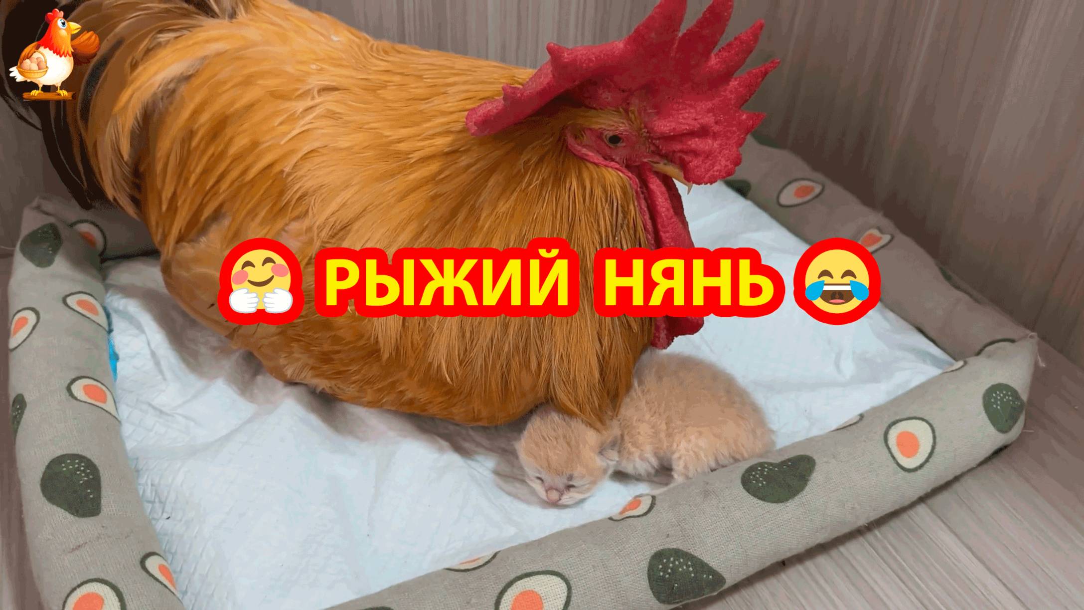 Котенок под присмотром молодого Петуха ❣️🥰😂