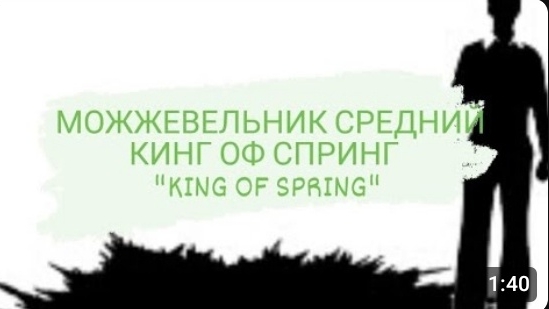 МОЖЖЕВЕЛЬНИК СРЕДНИЙ КИНГ ОФ СПРИНГ " KING OF SPRING"