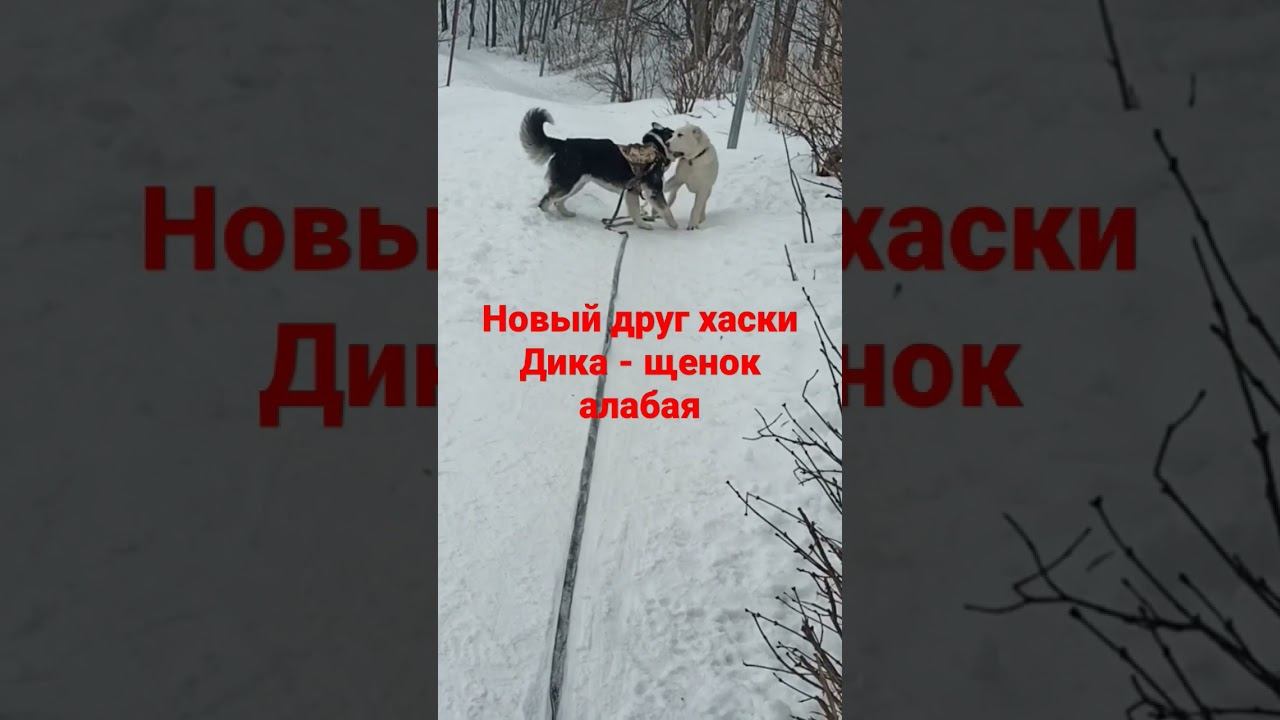 Новый друг Дика