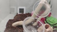 Создание террариума для королевских скакунчиков и распаковка паучков