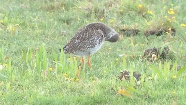 Redshank _ Tureluur _ Травник _ Tringa totanus