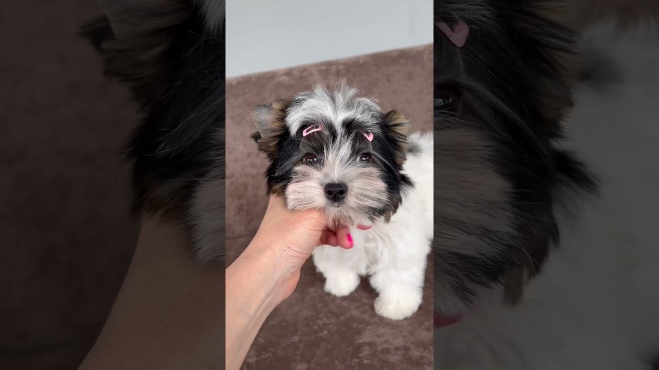 Шикарная девочка бивер! 3 мес. Без недостатков Продается‼️ #puppy #yorkie #биверйорк