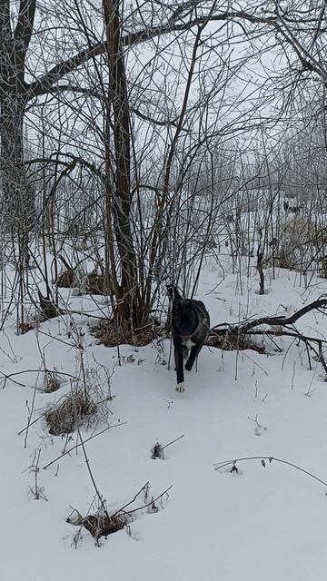 Гуляем в зарослях.mp4