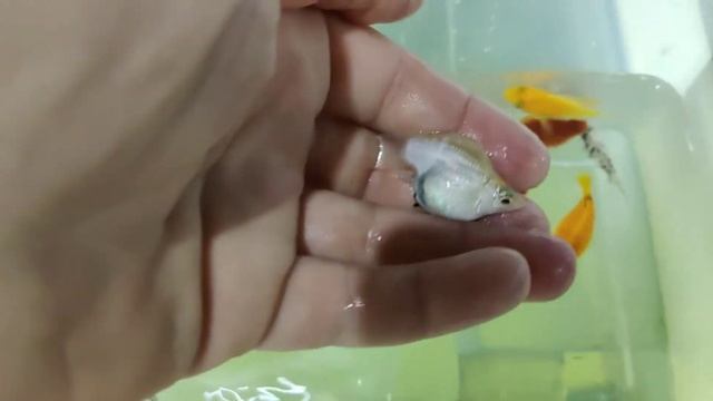 производители