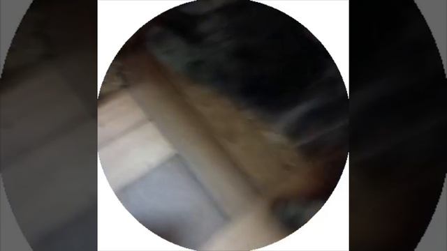 Один из котиков Оксаны