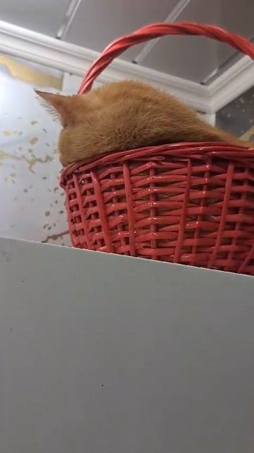 6910