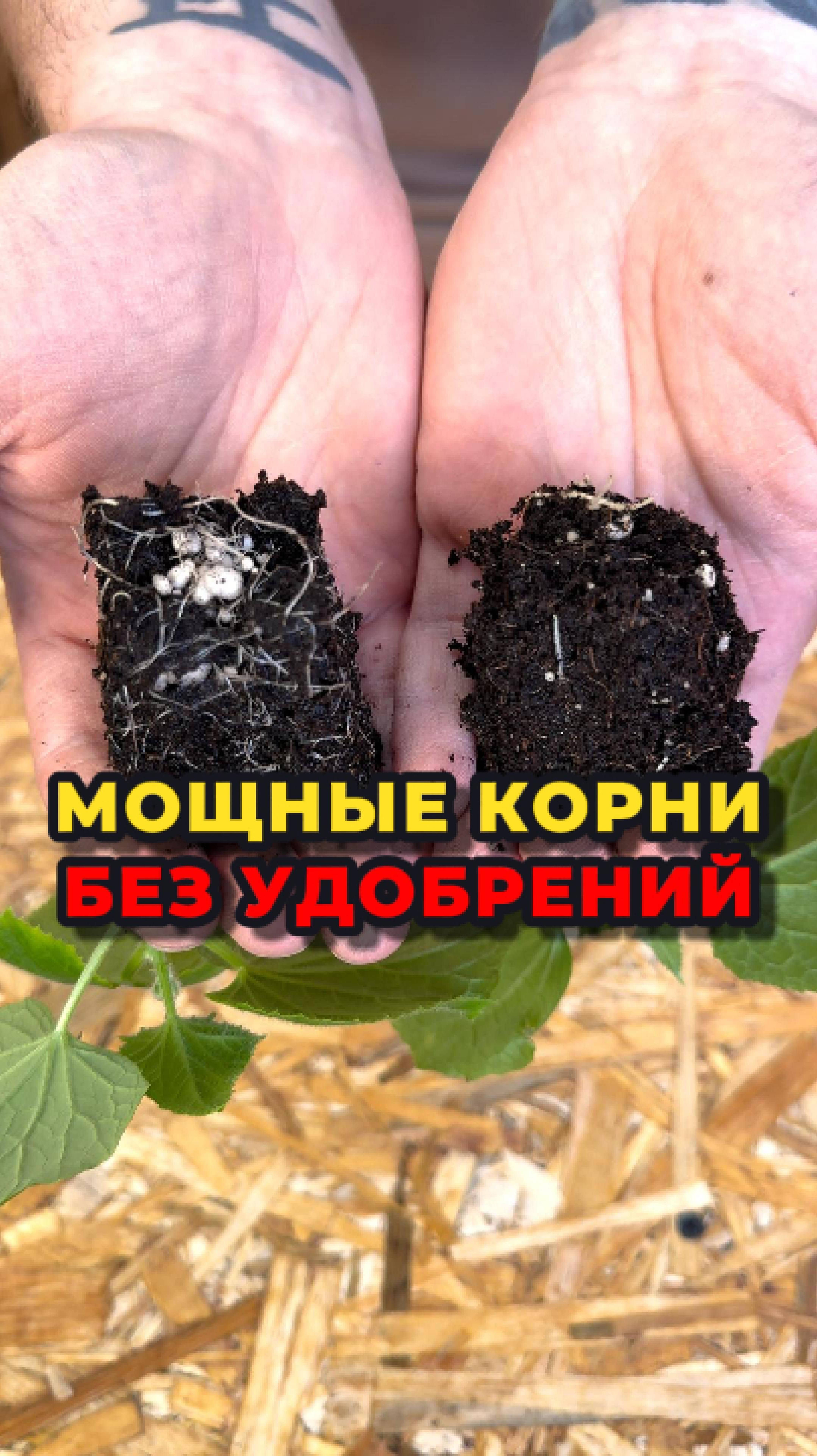 ЭТО очень сильно влияет на развитие корневой системы