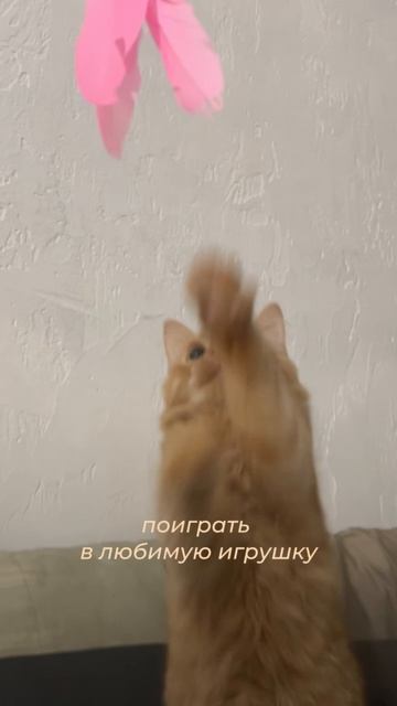 А как вы радуете своего усатого любимца?😻