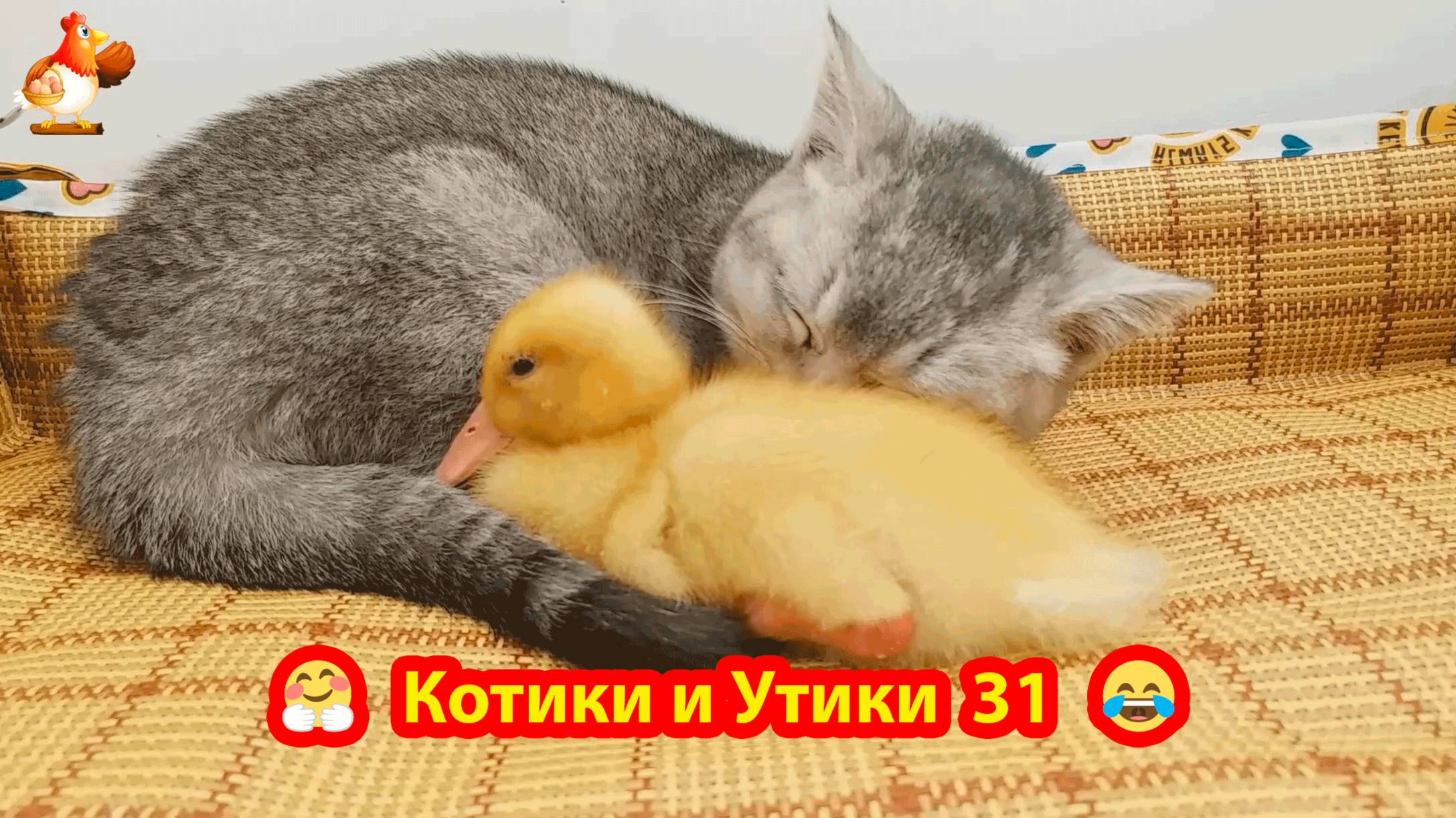 Котята и утята выпуск 31 ❣️🥰😂