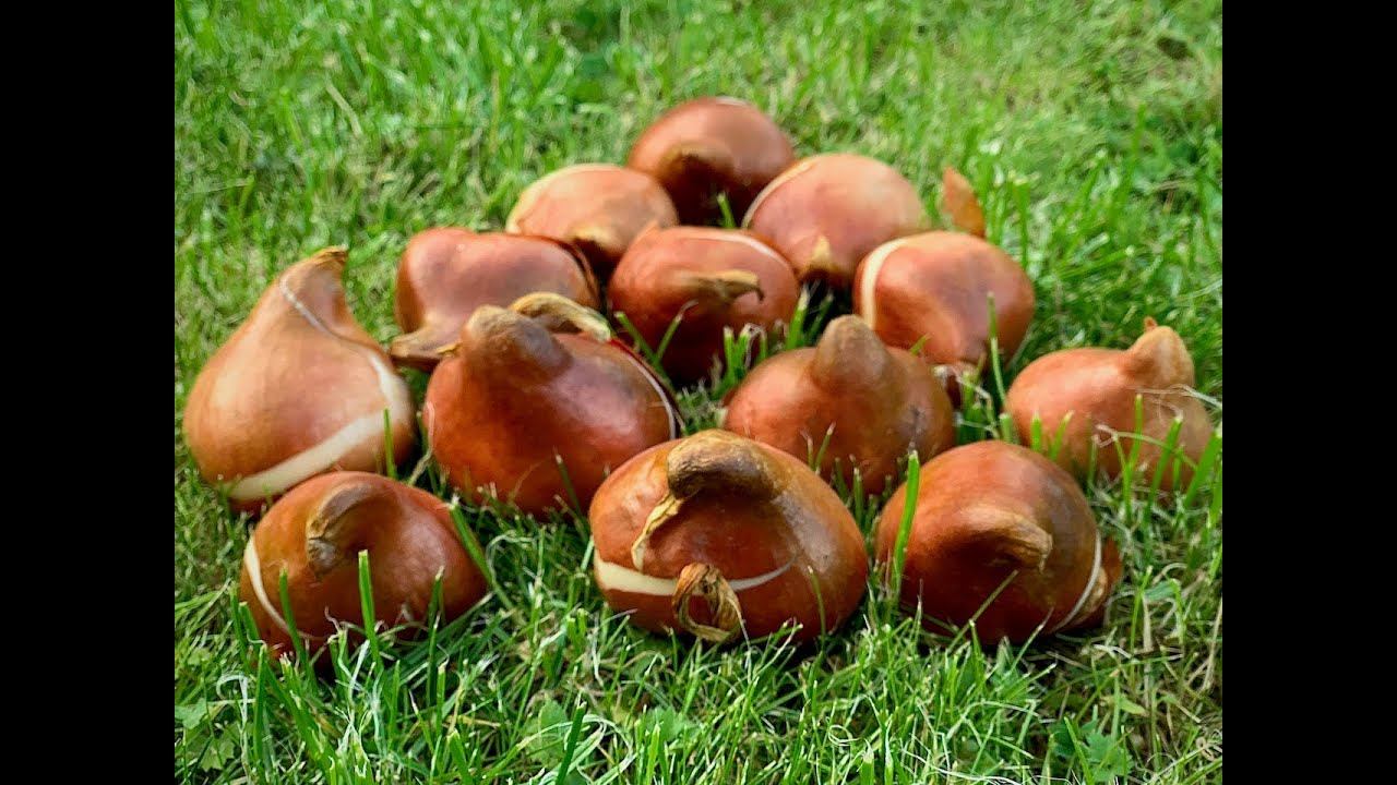 Выгонка тюльпанов. Подготовка к сезону 2021!