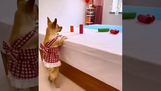 Прикольные животные