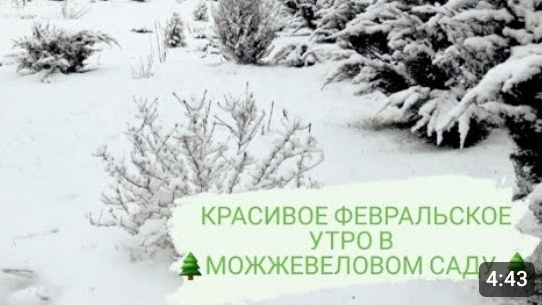 КРАСИВОЕ ФЕВРАЛЬСКОЕ УТРО В 🌲МОЖЖЕВЕЛОВОМ САДУ🌲 3.02.2023 г. БЕЛАРУСЬ, ГОМЕЛЬСКАЯ ОБЛАСТЬ
