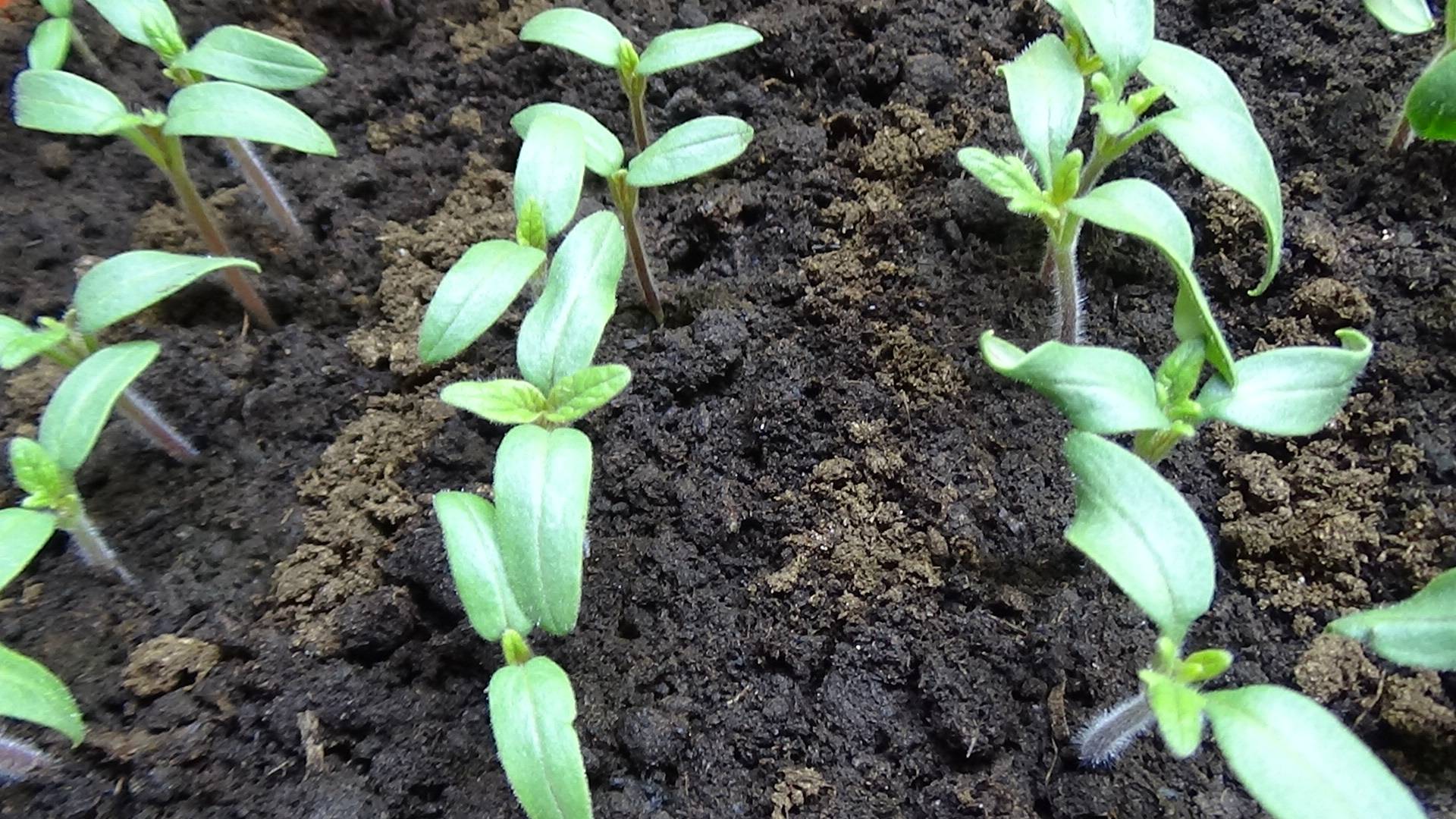 ПОСЕВЫ 2025- 38. Первый полив рассады томатов. Поливаю под корень, обильно, но осторожно.