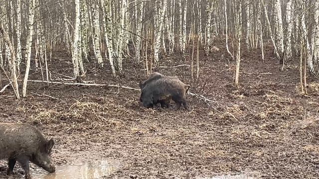 Охота на кабана