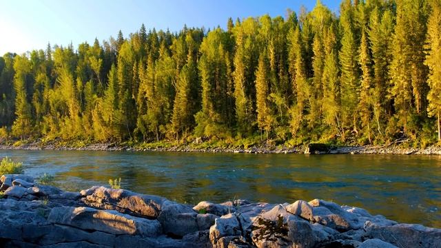 Вечерняя атмосфера реки и леса в 4K с пением птиц. Расслабляющие звуки природы для сна и медитации.