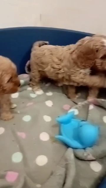 Кавапушки - весёлые игрушки