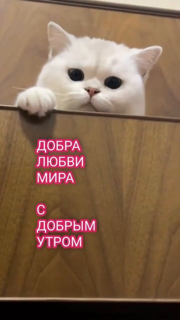 https://t.me/КОСМОСplus