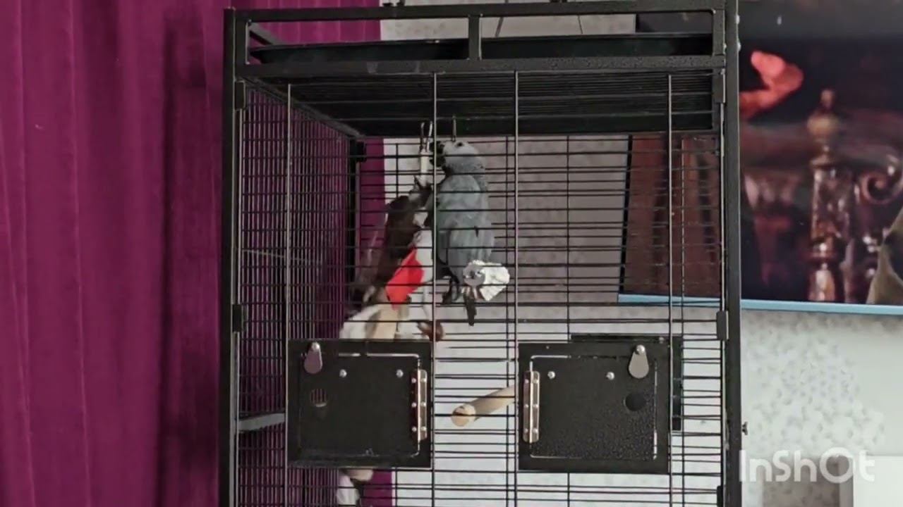 Серый Попугай Маркиз&Игрушка. 26.