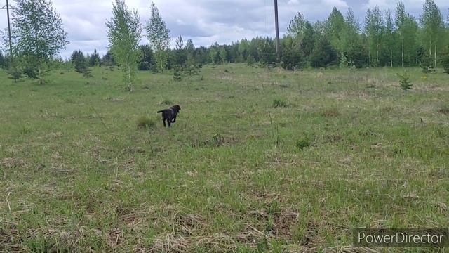 С дратхаром за тетеревом