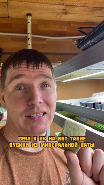 Петунии