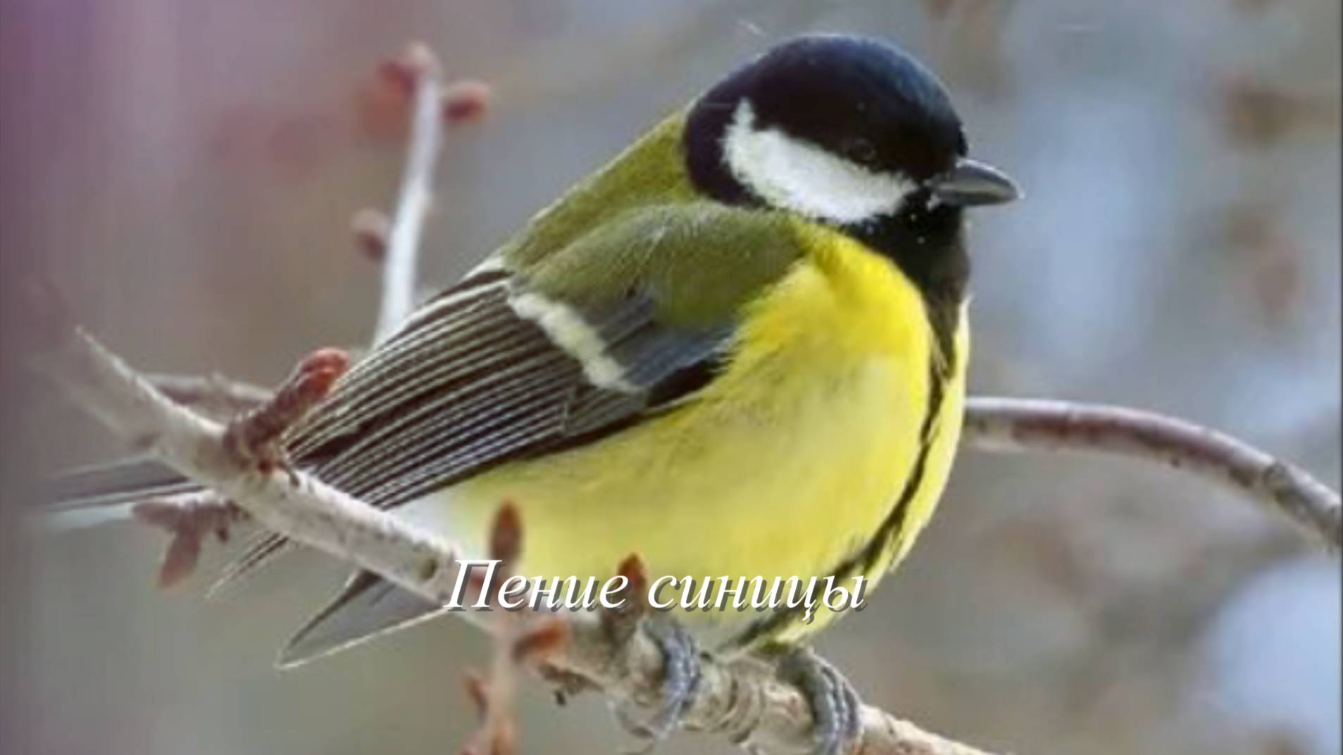 Звук