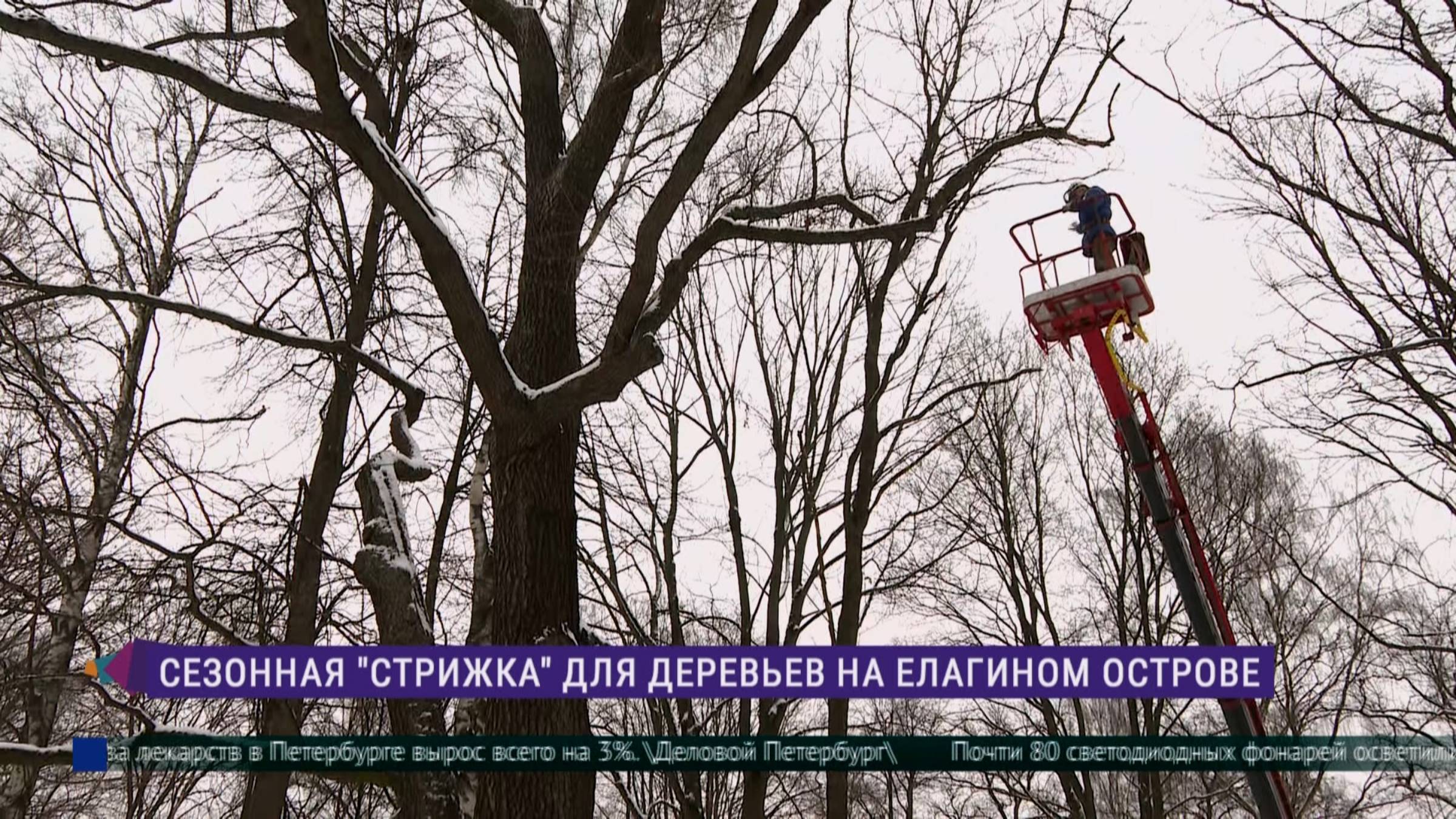 Сезонная обрезка деревьев на Елагином острове