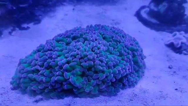 Euphyllia Paraancora