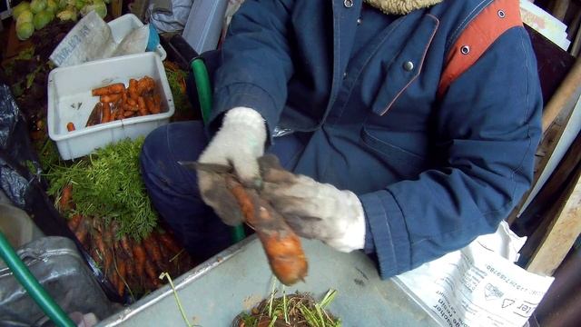 два урожая капусты морковь на хранение18г
